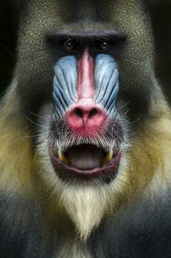 Mandrill Monkey Face Decoration Murale Papier Peint Photo