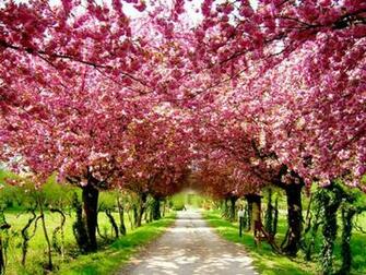 Cherry Blossoms