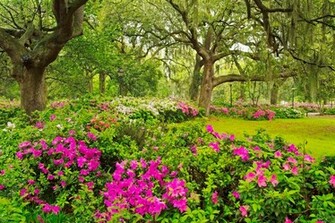 Flower Garden Forest Cool Wallpaper Wonderful