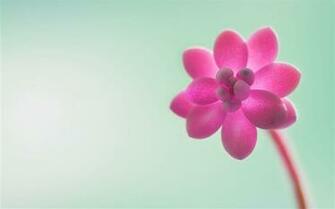 Pink Flowers Windows Pre Desktop Widescreen Wallpaper