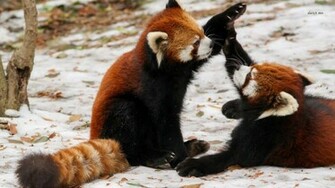Red Pandas Wallpaper Animal