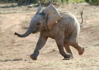 Elephant Baby Wallpaper