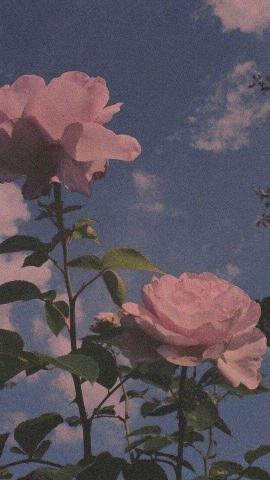 Wallpaper Background 90s 80s Retro Vintage Flowers