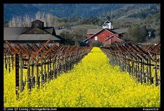 Vineyard And Winery Building Napa Valley California Usa Color