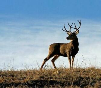 Mule Deer Buck Wallpaper Gallery