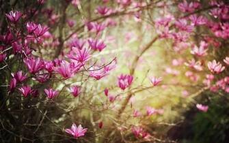 Wallpaper Flowers Spring Nature Desktop HD