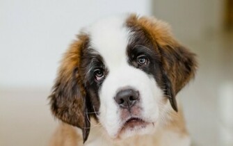 St Bernard Computer Wallpaper Desktop Background Id