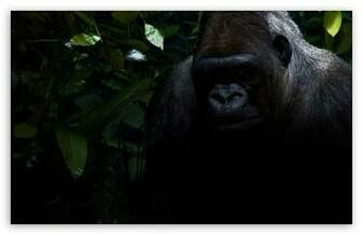 Gorilla Wallpaper