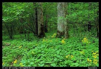 Picture Photo Yellow Flowers On Forest Floor Greenbrier Tennessee