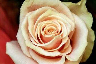 Peach Roses Flower HD Walls Find Wallpaper
