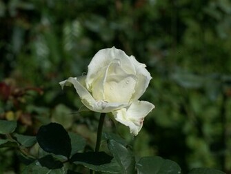 White Roses Background Image