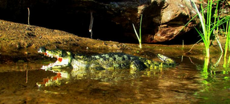 Deinosuchus Safari Carnegie By Zero Cannard