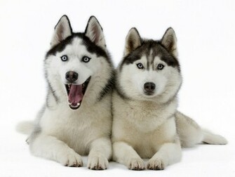 Huskies Majestic Dogs Nature Puppies HDwallpaper Wallpaper
