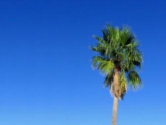 Palm Tree Desktop Wallpaper