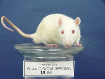 Rat Strains