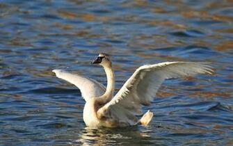 Image Wallpaper Pictures Winter Birds Ni361078