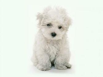 Poodle Wallpaper World