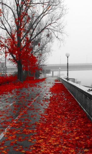 Autumn HD Mobile Wallpaper For Your Smart Phone