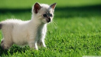Baby Siamese Kitten Wallpaper