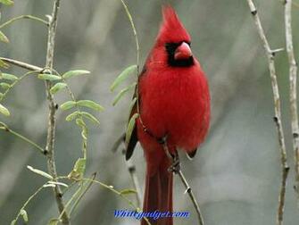 94837d1327728278 Exotic Birds Wallpaper Jpg