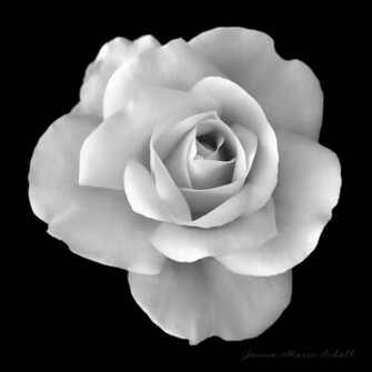 White Rose Flower In Black And Photograph By Jennie Marie
