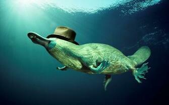 Hat Platypus Wallpaper Wallpoper