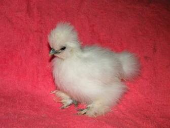 Silkie Chicken Wallpaper Baltana