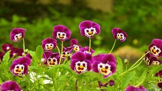 Bright Pansies Flowers Wallpaper Addmyfoto Image Hosting