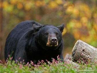 Bear Wallpaper Black