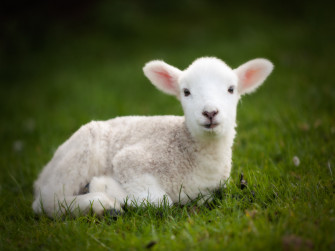 Lamb Wallpaper