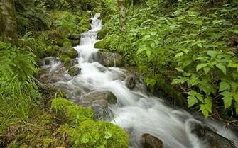 Creek Oregon Nature Rivers Landscape Wallpaper