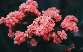 Wallpaper Flowers Pink Bloom Bush Wild