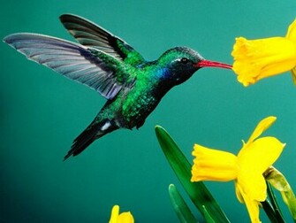 Beautiful Birds Of The World Wallpaper