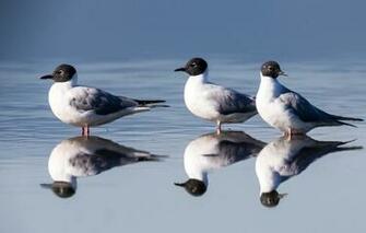 Wallpaper Water The Sun Birds Reflection Bonaparte S Gulls