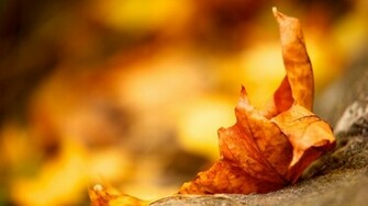 Fall Leaf Wallpaper