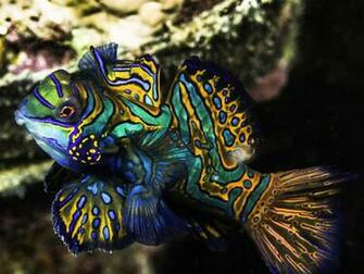 Photo Journey Through Southeast Sulawesi Underwater Photography