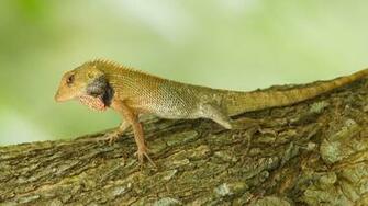 Explore The Collection Reptiles Lizards Lizard
