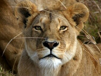 Wallpaper Pc Computer Lioness