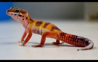 Leopard Gecko Wallpaper HD