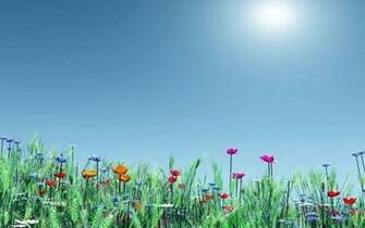 Spring Meadow Flowers Poppies Nature HD Wallpaper