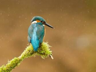 Colibri X Wallpaper