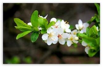 Spring Wallpaper