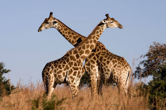 African Animals Wallpaper
