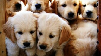 1080p Golden Retriever Wallpaper Beach