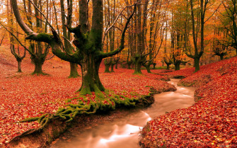 Majestic Wallpaper