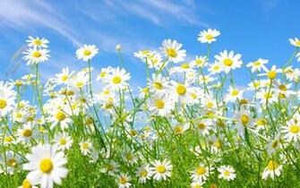 Flowers Daisies Field Grass Wallpaper Background Ultra HD 4k
