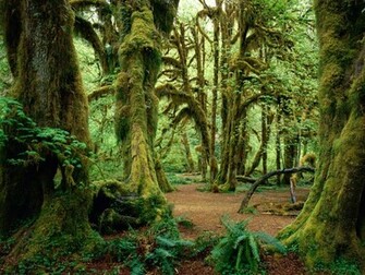 Beautiful Rainforest Background Wallpaper Pictures