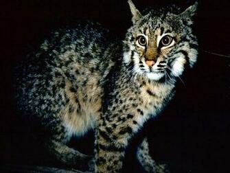 Bobcat Wallpaper