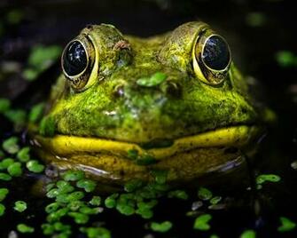 Gallery Screen Saver Fine Art Nature Photography By Steve Perry
