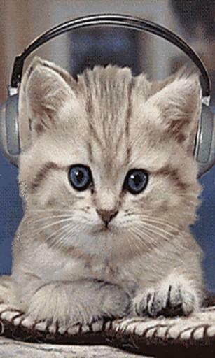 Bigger Jam Kitten Live Wallpaper For Android Screenshot